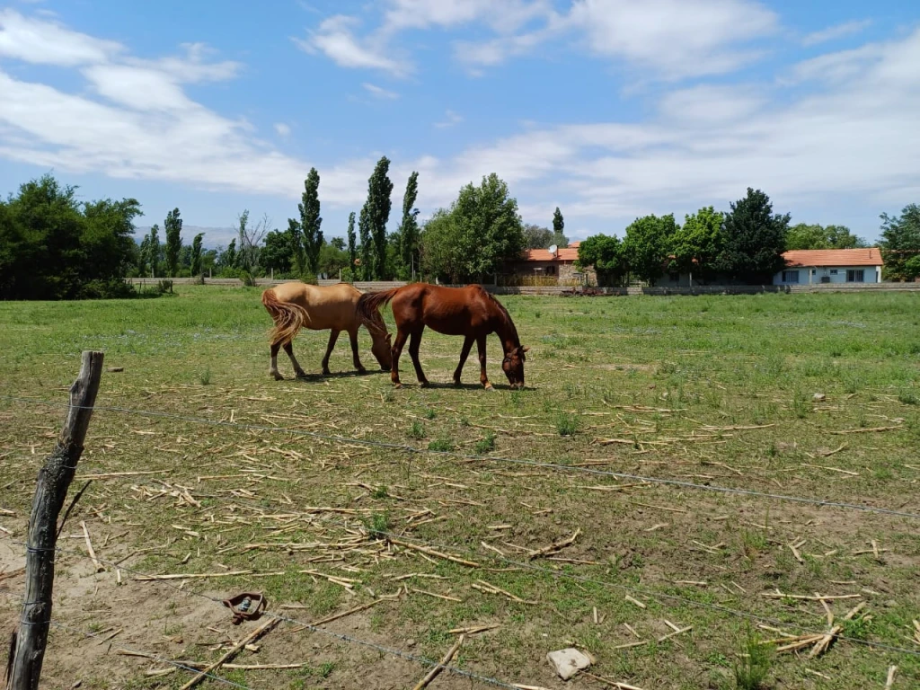 LOS CHIFLONES_15